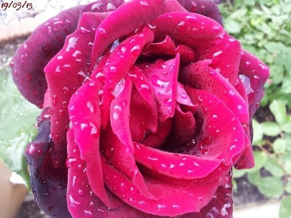 Mon amie la rose...1
