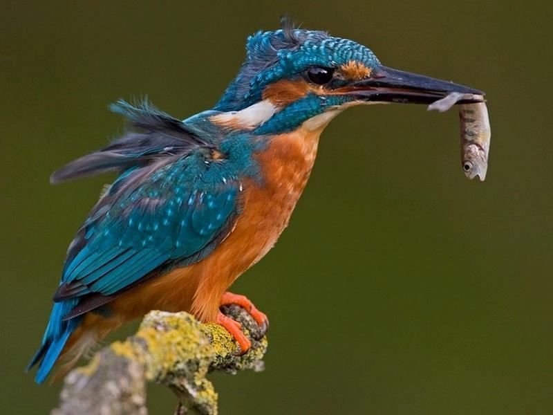 Wat betekent BIG in de Wet BIG BIGregister